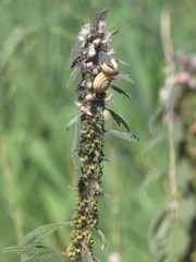 Leonurus quinquelobatus