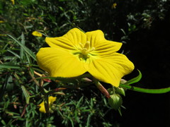 Ludwigia bonariensis