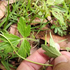 Ranunculus petiolaris