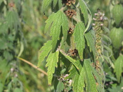 Leonurus quinquelobatus