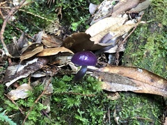Cortinarius porphyroideus