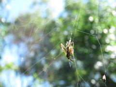 Rhynchopyga meisteri