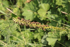 Pedicularis incarnata