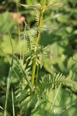 Pedicularis incarnata