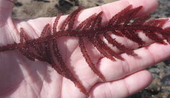 Neoptilota densa