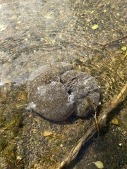 Pectinatella magnifica