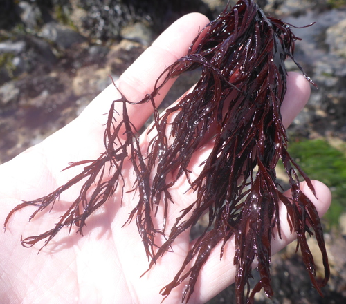 Pikea californica observed 2017-06-26