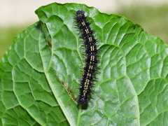 Aglais urticae