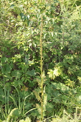 Pedicularis incarnata