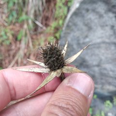 Eryngium heterophyllum