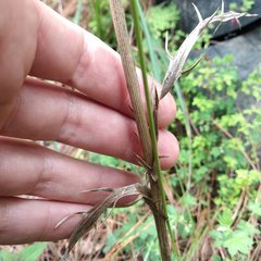 Eryngium heterophyllum