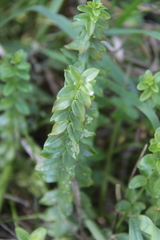 Cruciata glabra krylovii