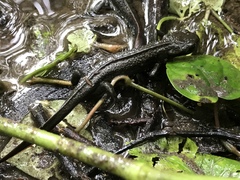 Cynops pyrrhogaster