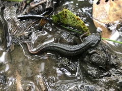 Cynops pyrrhogaster
