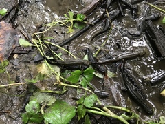 Cynops pyrrhogaster