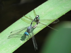 Micrathyria hypodidyma