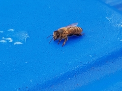 Apis mellifera