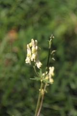 Aconitum krylovii
