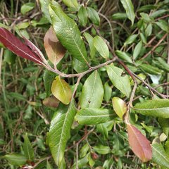 Salix paradoxa