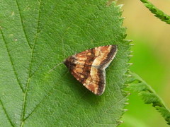 Photedes captiuncula