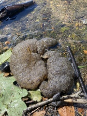 Pectinatella magnifica