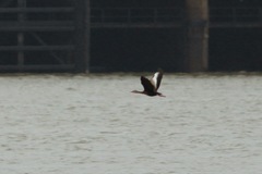 Dendrocygna autumnalis