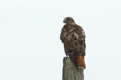 Buteo jamaicensis