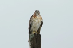 Buteo jamaicensis