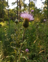 Cirsium engelmannii