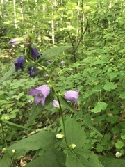Campanula rapunculoides