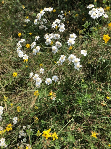 Achillea ptarmica iNat (3)