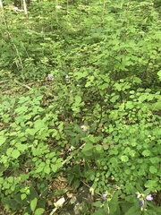 Campanula rapunculoides