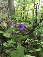 Campanula rapunculoides