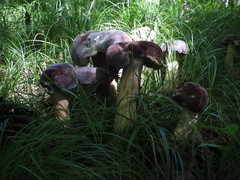 Tylopilus violatinctus