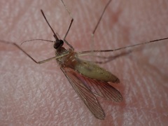 Culex pipiens