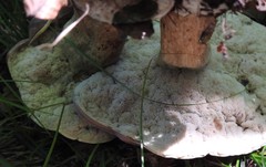 Tylopilus violatinctus