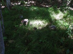 Tylopilus violatinctus