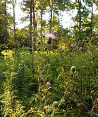Cirsium engelmannii