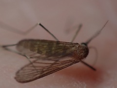 Culex pipiens