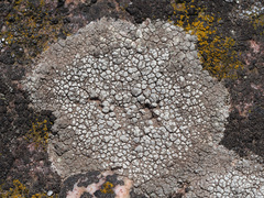 Dimelaena