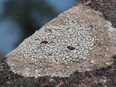 Dimelaena