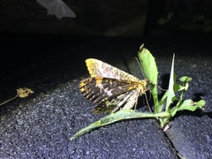 Epobeidia lucifera extranigricans