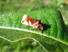 Autographa bractea