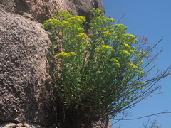 Odontarrhena muralis