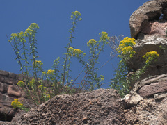 Odontarrhena muralis