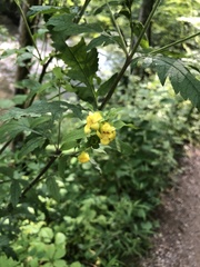 Dasistoma macrophylla