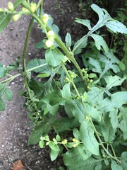 Dasistoma macrophylla