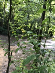 Dasistoma macrophylla