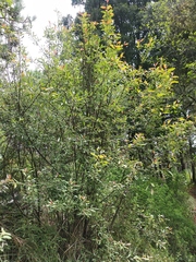 Salix paradoxa