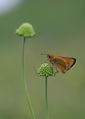 Thymelicus sylvestris